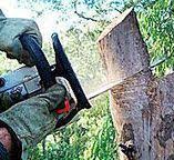 Best Tree Disease Treatment  in Silver Firs, WA
