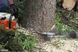  Silver Firs, WA Tree Services Pros