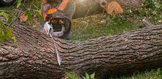 Organic Lawn Care Solutions in Silver Firs, WA