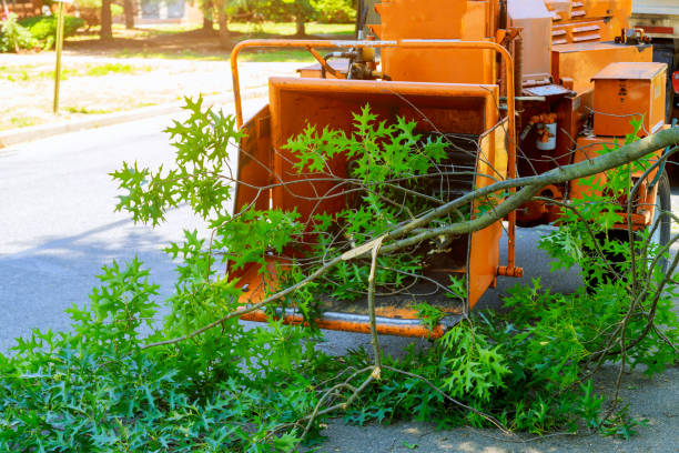 Best Utility Line Clearance  in Silver Firs, WA
