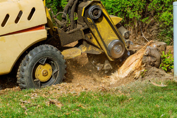 Best Arborist Consultation Services  in Silver Firs, WA