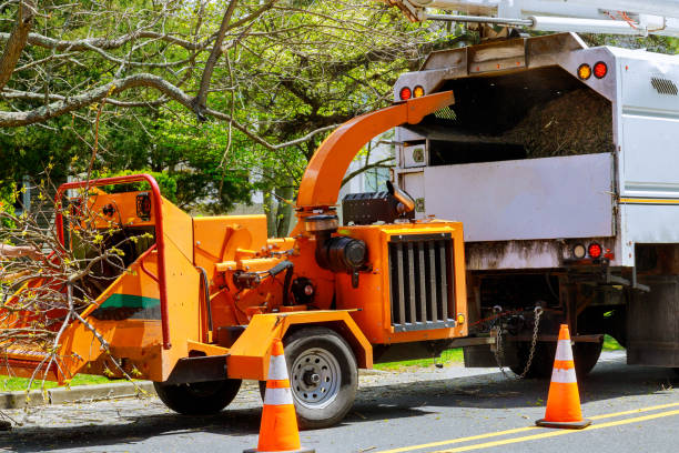 How Our Tree Care Process Works  in  Silver Firs, WA