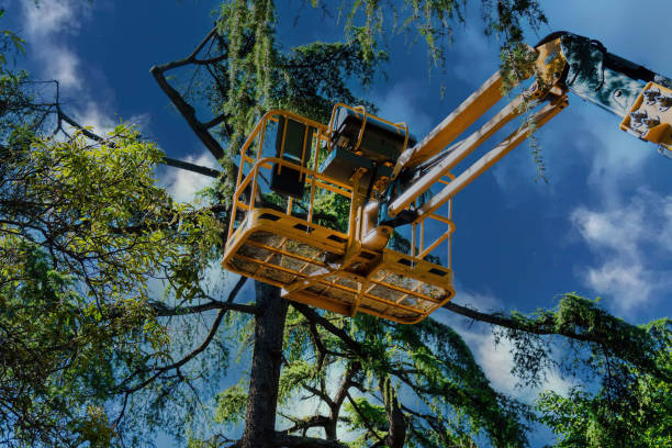 Best Seasonal Cleanup (Spring/Fall)  in Silver Firs, WA