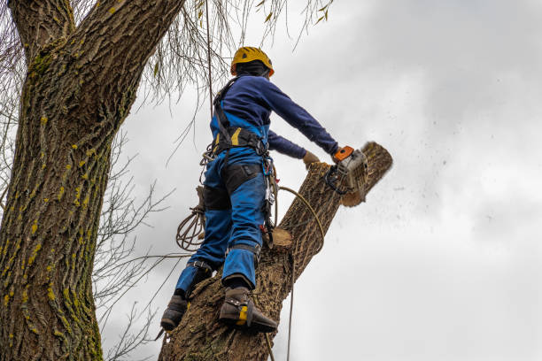 Best Tree Risk Assessment  in Silver Firs, WA