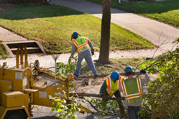 Best Tree Trimming and Pruning  in Silver Firs, WA