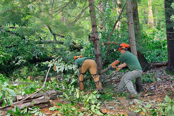Best Emergency Tree Removal  in Silver Firs, WA
