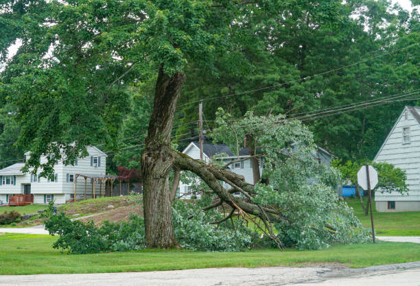Best Utility Line Clearance  in Silver Firs, WA