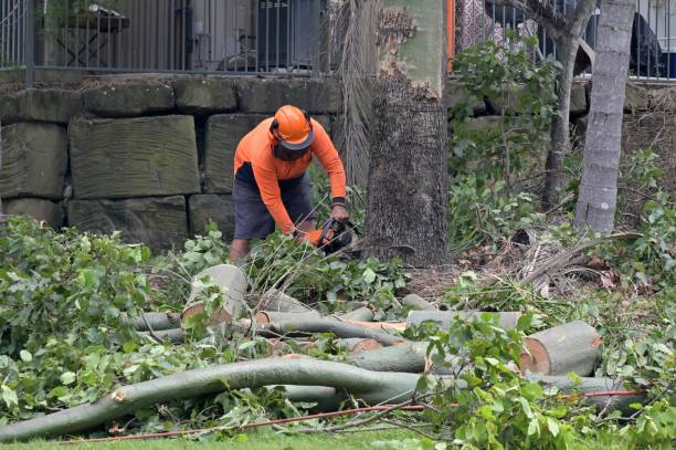 Professional Tree Services in Silver Firs, WA