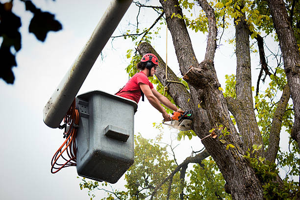 Best Commercial Tree Services  in Silver Firs, WA