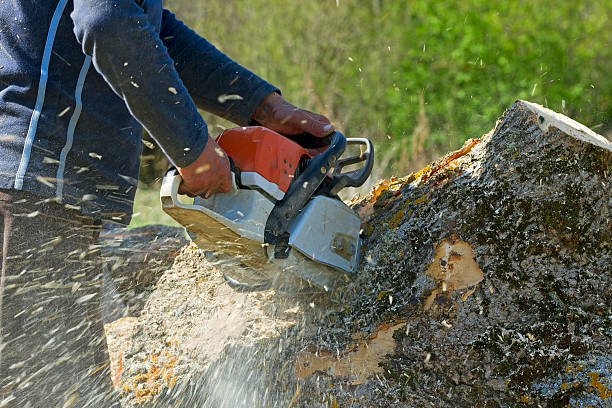 Best Stump Grinding and Removal  in Silver Firs, WA
