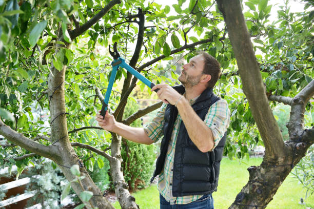 Best Tree Cabling and Bracing  in Silver Firs, WA